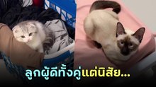 รีวิวแมวที่บ้าน แมวฟรีกับแมวซื้อ