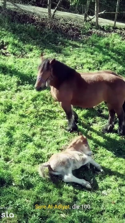 Sure Al Adiyat-einige Fakten