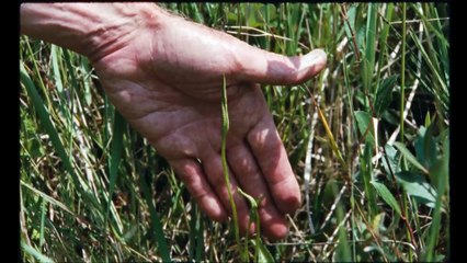 Sept promenades avec Mark Brown - Trailer