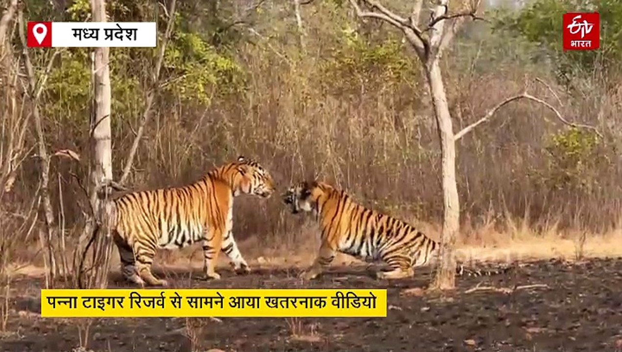 दो बाघों के द्वंद में एक गुरुराया दूसरे ने दिखाएं नरम तेवर पन्ना टाइगर रिजर्व का रोमांचित करने वाला वीडियो