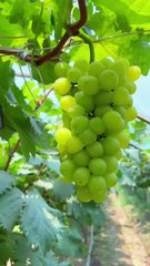 How to prune grapevines well green