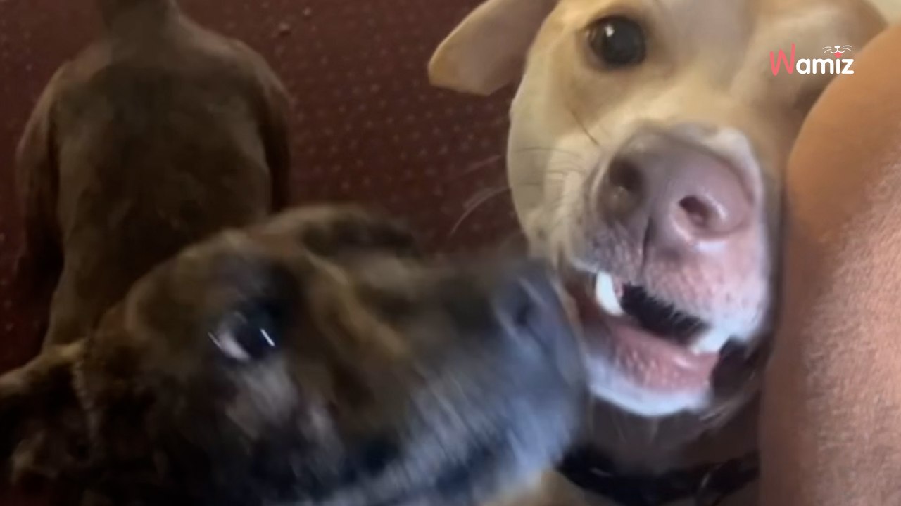 Familienhund lernt im Urlaub einen Freund kennen: Eine schwere Entscheidung steht bevor (Video)