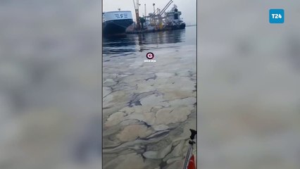 Marmara Denizi'nde müsilaj tehdidi: Mudanya sahilleri beyaz tabakayla kaplandı