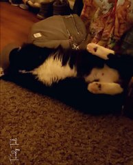 Princess Diana Wonder Whiskers nuzzle attacks my bag strap