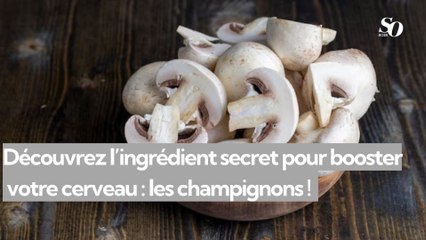 Découvrez l’ingrédient secret pour booster  votre cerveau : les champignons !