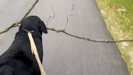 Labrador bringt „Stock“ nach Hause: 638.500 Menschen trauen ihren Augen nicht (Video)