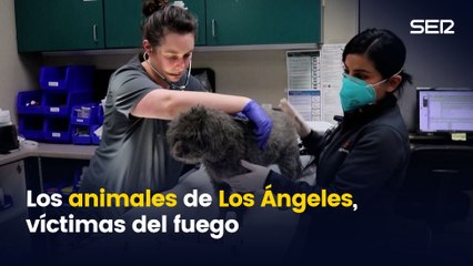 La asociación que protege a los animales tras los incendios de Los Ángeles