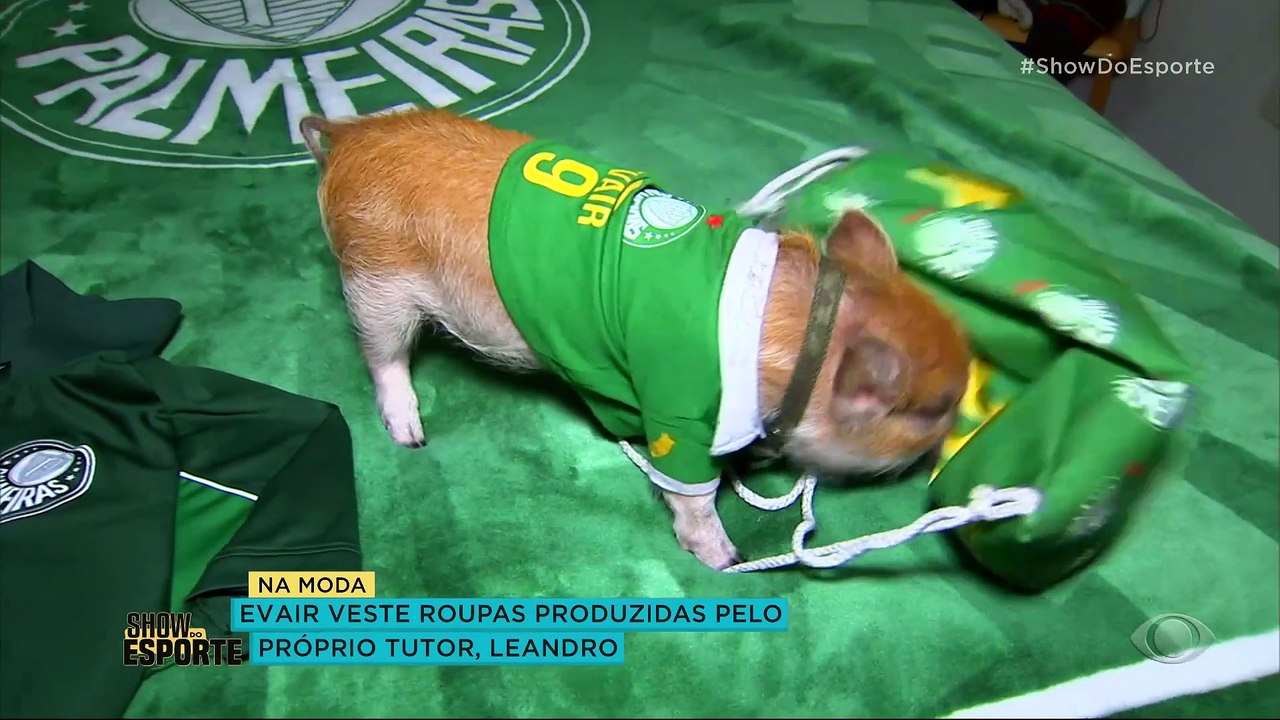 Conheça Evair da Guia, o porquinho palmeirense treinado para ajudar cegos