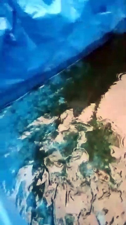 Cara panen bibit lele ukuran kecil