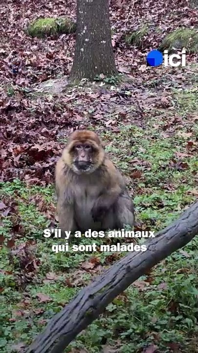 Les vétérinaires de la vallée des singes au chevet des pensionnaires