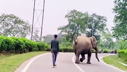 നിങ്ങള്‍ ആനയെ ഓടിത്തോല്‍പ്പിച്ചേക്കാം, പക്ഷേ...; വന്യജീവികളെ ആക്രമിക്കുന്നതിലുള്ള അപകടം വിശദീകരിച്ച് ഇന്ത്യൻ ഫോറസ്റ്റ് സർവീസ് ഉദ്യോഗസ്ഥന്‍