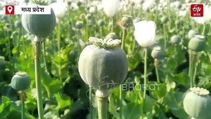 50 फ़ीसदी अफीम उत्पादक किसान नहीं लगाएंगे डोडे में चीरा, सीपीएस पट्टे पर कर रहे घाटे की खेती