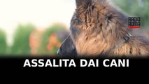 Assalita e uccisa dai cani nel giardino di casa di un amico