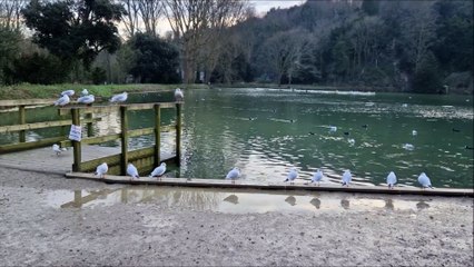 Winter on Swanbourne Lake in Arundel with all the bird life enjoying the water