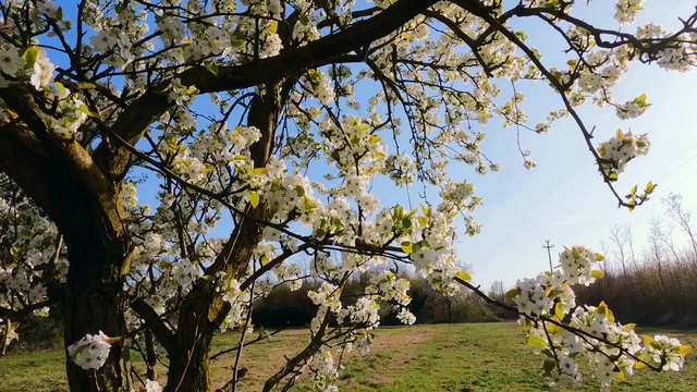 Dieses Leben für dich,,Dieses Leben für dich- Song