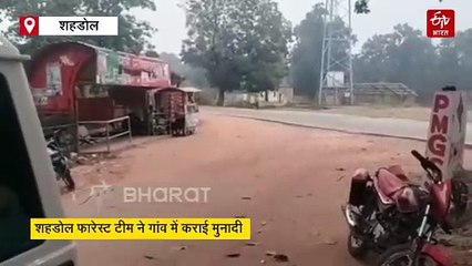 शहडोल में बाघ और भालू कम न थे, हाथी ने भी कर दी एंट्री, ठंड में वन विभाग का छूटा पसीना