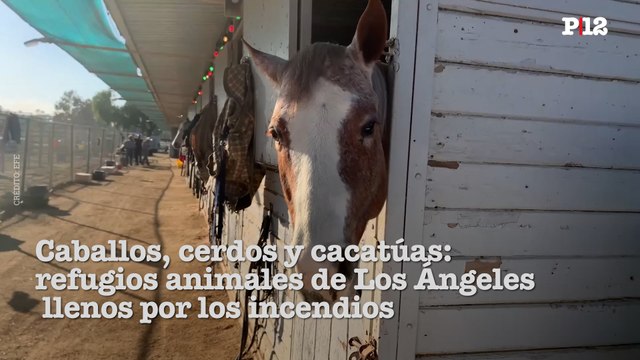 Caballos, cerdos y cacatúas: refugios animales de Los Ángeles, llenos por los incendios-