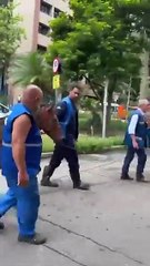 Égua é encontrada passeando pela Prefeitura do Rio e diverte funcionários