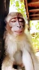monkey_funny_smile_new_video_Bandar_ka_funny_video(144p)