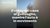 Il video del cane al guinzaglio, mentre l'auto ? in movimento