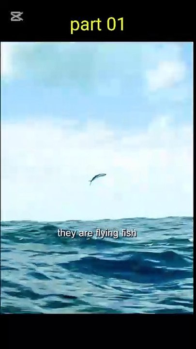 flying fish