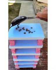 Blue Berries melting through styrofoam