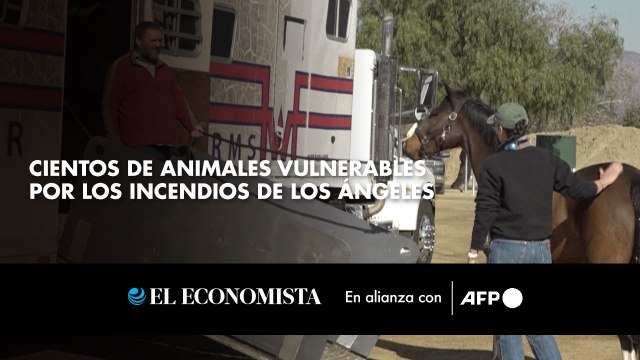 Cientos de animales vulnerables por los incendios de Los Ángeles