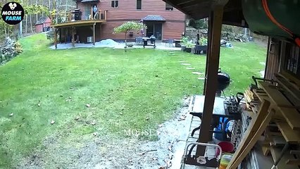 Comment les agriculteurs et les chasseurs du Montana font-ils face à des millions de lynx roux en...