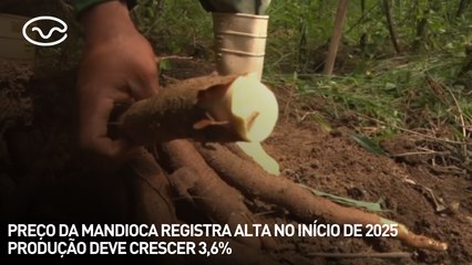 Preço da mandioca registra alta no início de 2025