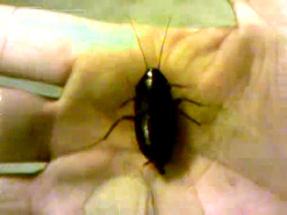 Live Roach Video - Holding and petting a large roach