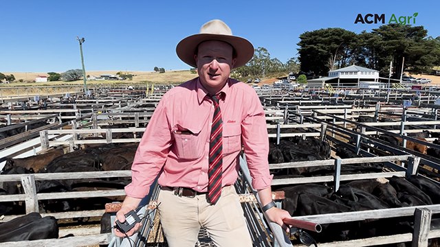 Interstate buyers step up for Angus steers at Casterton