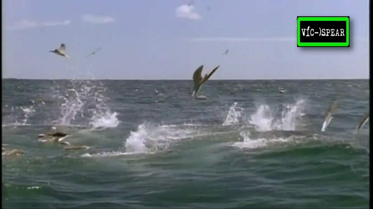 La Vida de las Aves: Volar o no Volar - Documental 1998 - Español Latino - Episodio 1