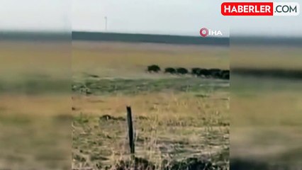 Mardin'de Domuz Sürüsü Kameralara Yansıdı