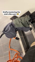 Your Staffy during winter- Julie Granerud staffordshire bullterrier dogs