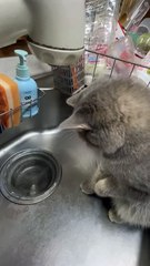 What's this maru kitten funny cat videos