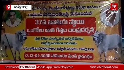 ఒంగోలు జాతి ఎడ్ల బలప్రదర్శన- సంక్రాంతి సంబరాల్లో హుషారు