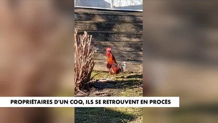 Les propriétaires d'un coq en procès après la plainte d'une voisine