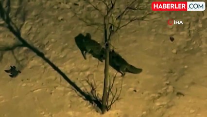 Tilkilerin Bahçedeki Kar Eğlencesi