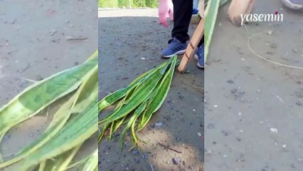 Bitki yapraklarını işleyerek terlik yapan adam sosyal medyada büyük beğeni topladı