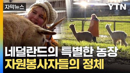 [자막뉴스] '정신질환'을 대하는 네덜란드의 특별한 비밀..."농장으로 가세요" / YTN