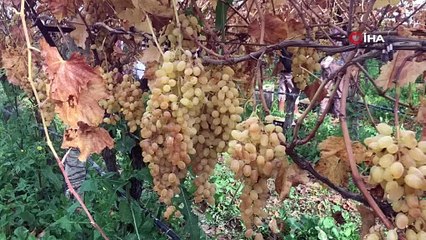 Üzümde Türkiye’nin rekabet gücünü artırıyorlar