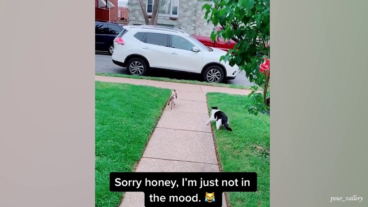 CATS will make you LAUGH YOUR HEAD OFF - Funniest Cat 2024