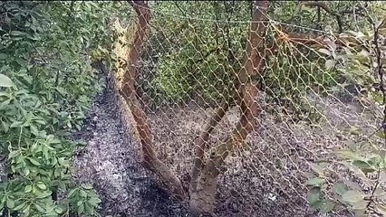 মইপিট এলাকায় আবারও নতুন করে বাঘের আতঙ্ক মিললো বাঘের পায়ের ছাপ