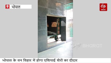 भोपाल के वन विहार की रौनक बढ़ी, गिर से पहुंचे दो शेरों की दहाड़, अगले सप्ताह से दीदार