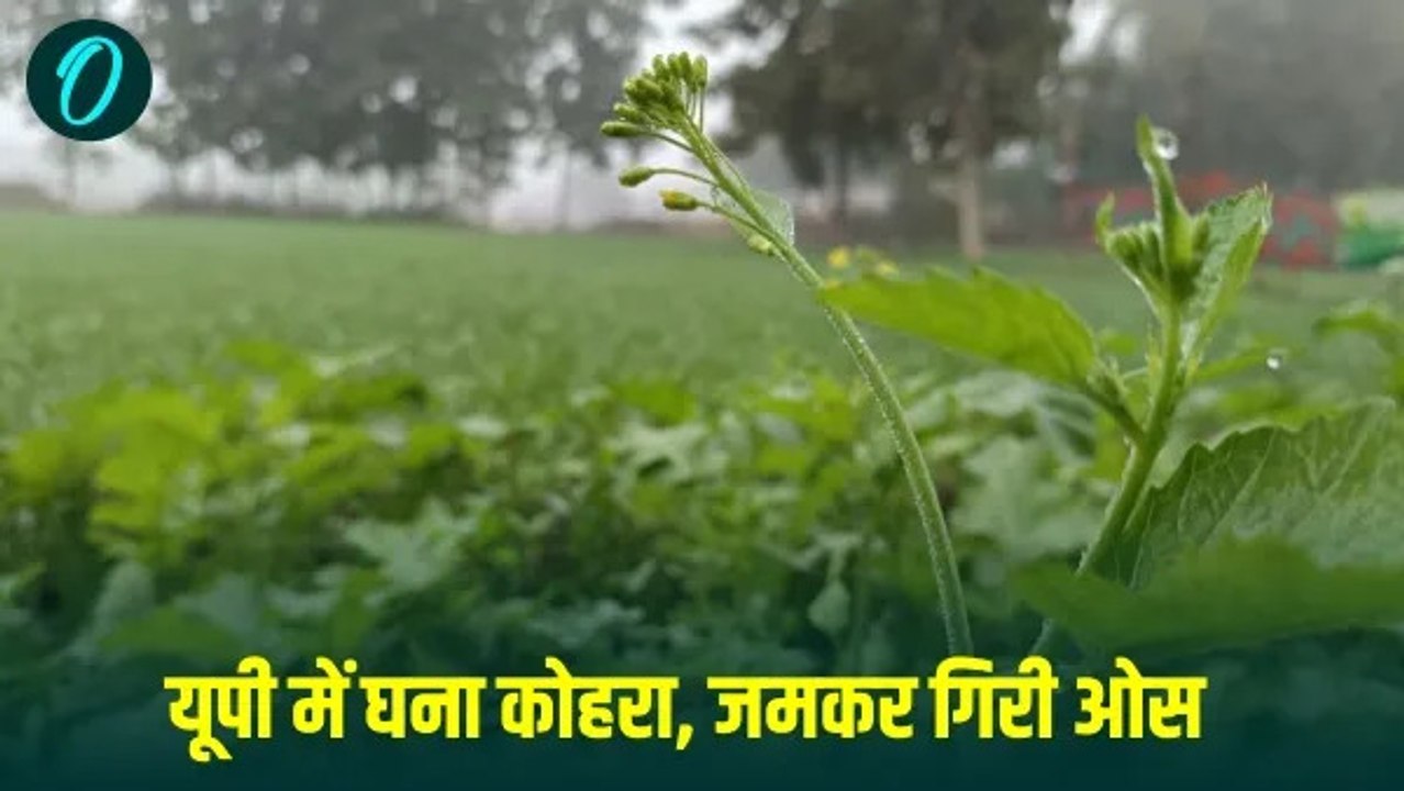घना कोहरा और बारिश का अलर्ट, 19 जनवरी तक जारी र...