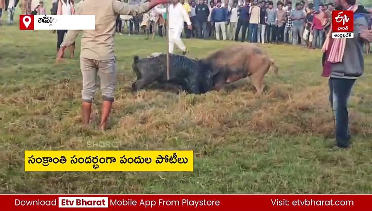 తాడేపల్లిగూడెంలో పందుల పోటీలు- విజేతలకు బహుమతులు