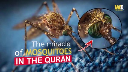 The miracle of mosquitoes in the Quran // WHAT DOES SCIENCE SAY