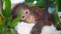 Liebenswerter Orangutan verwandelt sich, nachdem er aus einem Hühnerkäfig gerettet wurde