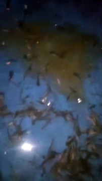 Baru tebar kekolam bibit lele TEPAR semua, Apakah kalian pernah mengalami hal seperti ini❓