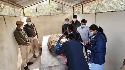 नेशनल पार्क के वन खंडी क्षेत्र में गस्त के दौरान मिला लेपर्ड का शव, ट्रेन की चपेट में आने से बताया जा रहा मौत का कारण